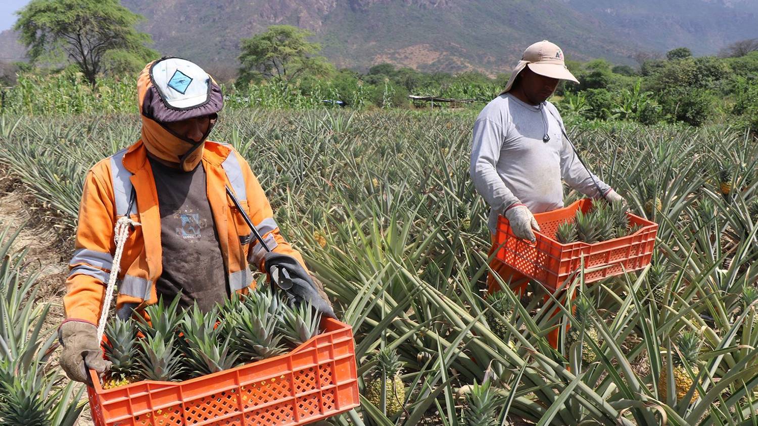 Obreros agroindustria